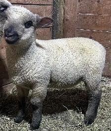 Sheep.  2 RAM lambs for sale.