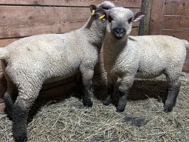 Sheep.  2 RAM lambs for sale. - Photo 2