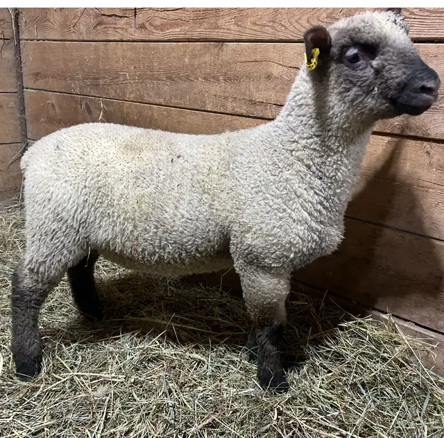 Sheep.  2 RAM lambs for sale. - Photo 3