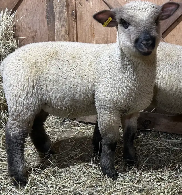Sheep.  2 RAM lambs for sale. - Photo 4
