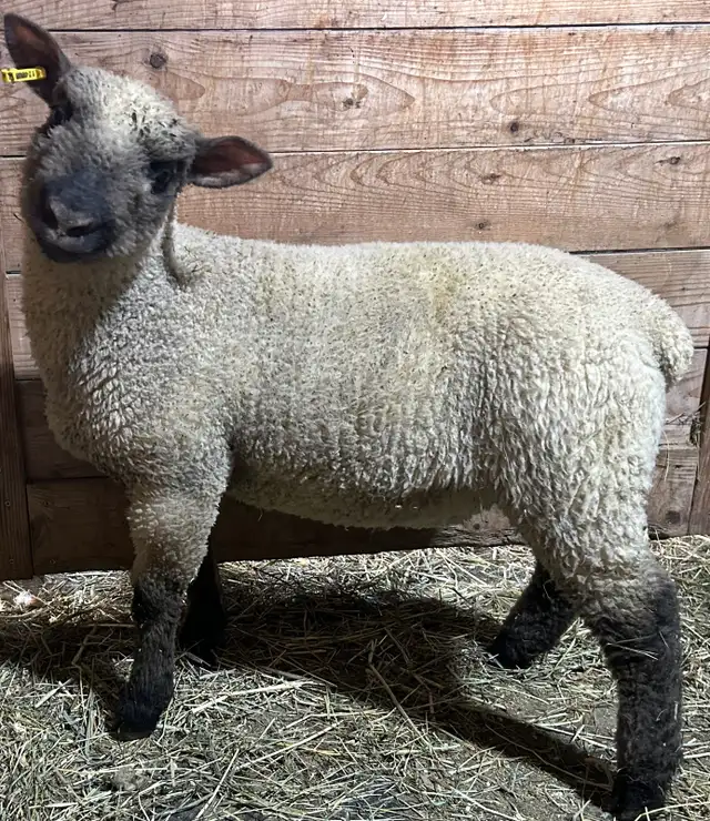 Sheep.  2 RAM lambs for sale. - Photo 5