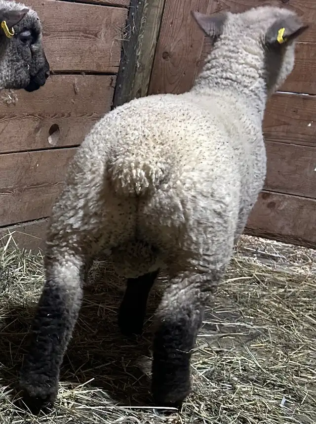 Sheep.  2 RAM lambs for sale. - Photo 6