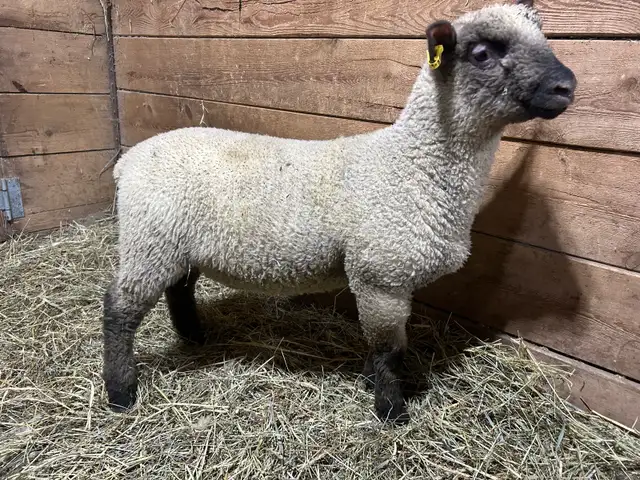 Sheep.  2 RAM lambs for sale. - Photo 7
