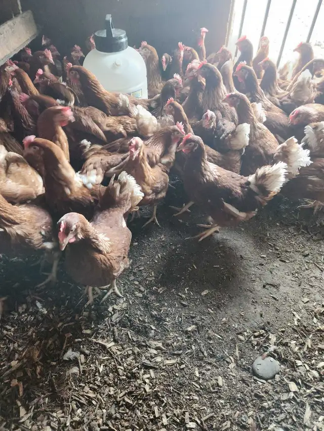 YOUNG CHICKEN - Photo 2