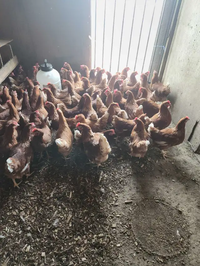 YOUNG CHICKEN - Photo 3