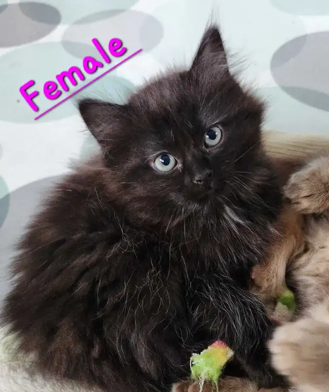 Ragdoll kittens - Photo 2