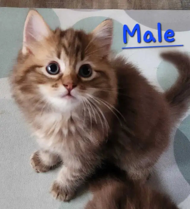 Ragdoll kittens - Photo 3