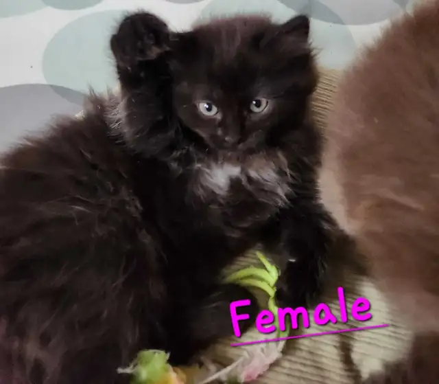 Ragdoll kittens - Photo 4