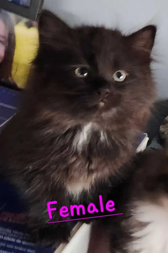 Ragdoll kittens - Photo 6