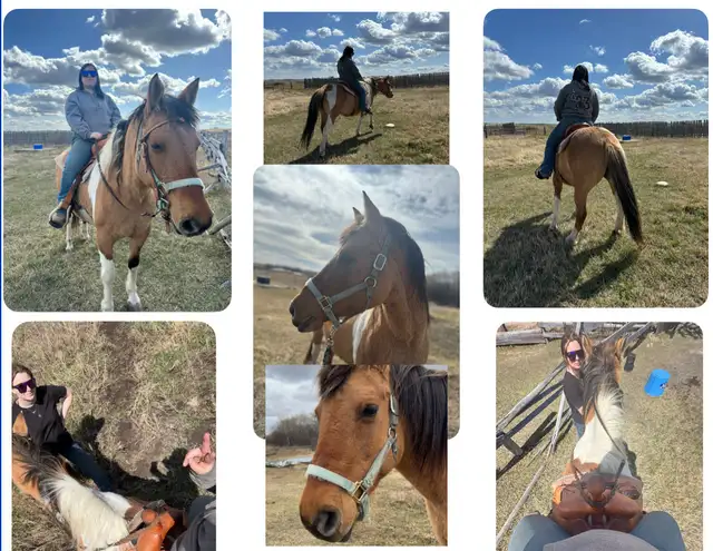 Grade Paint Mare - Photo 2