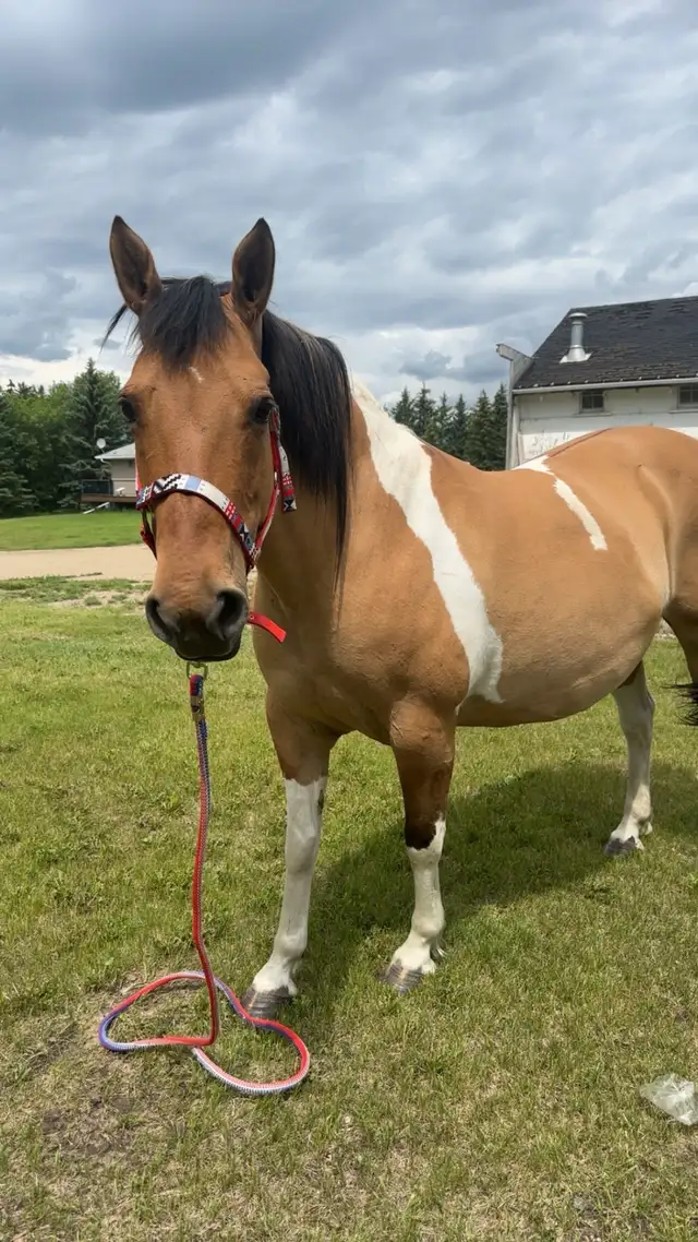 Grade Paint Mare - Photo 3