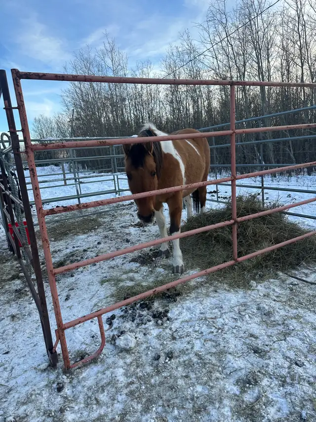 Grade Paint Mare - Photo 4