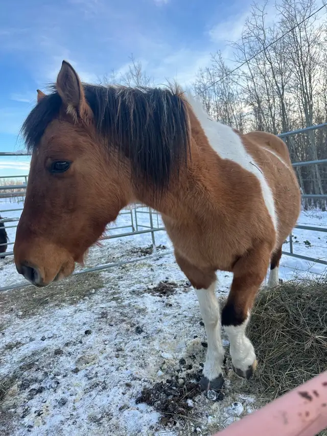 Grade Paint Mare - Photo 5