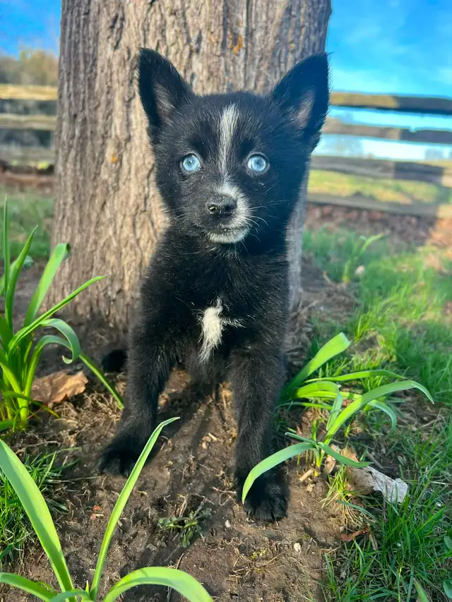 Pomsky Puppies - Photo 2