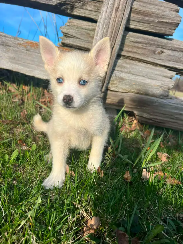 Pomsky Puppies - Photo 3