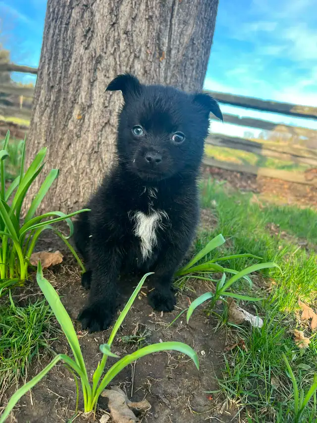 Pomsky Puppies - Photo 4