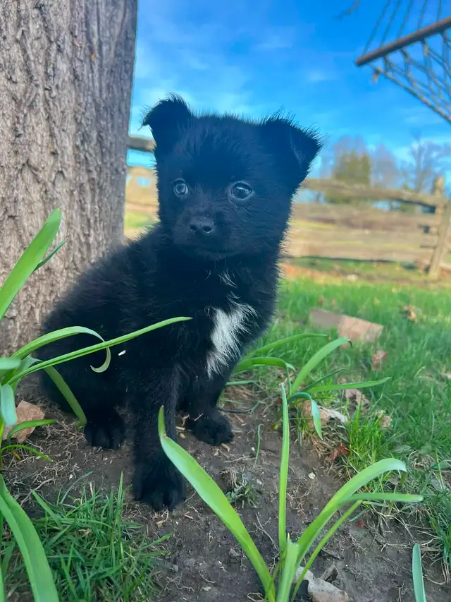 Pomsky Puppies - Photo 5