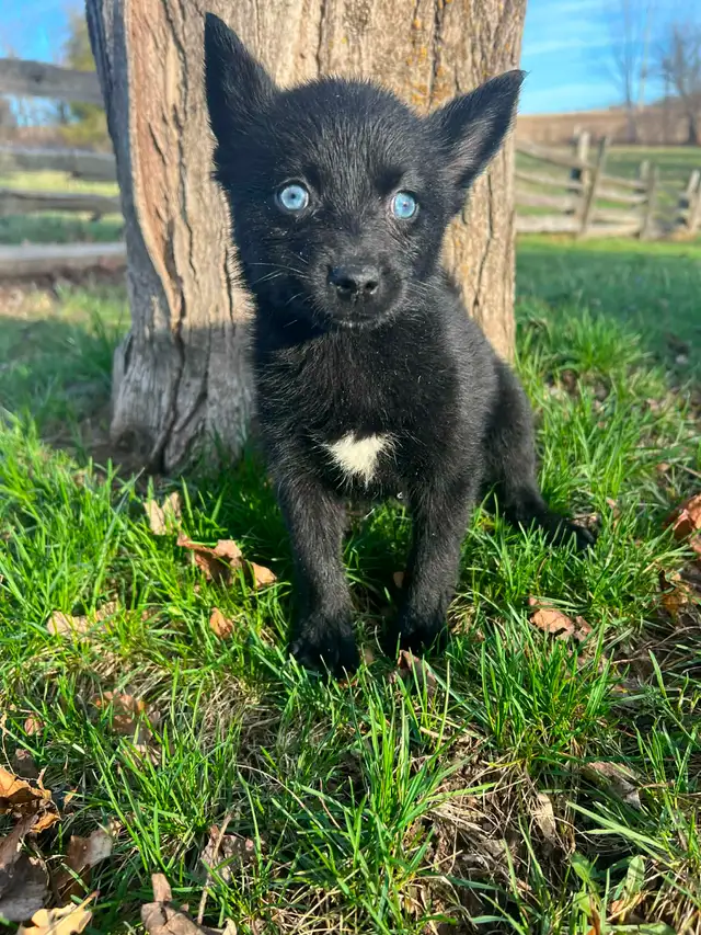 Pomsky Puppies - Photo 6