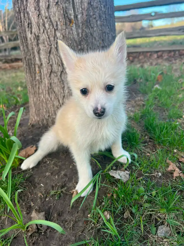 Pomsky Puppies - Photo 7