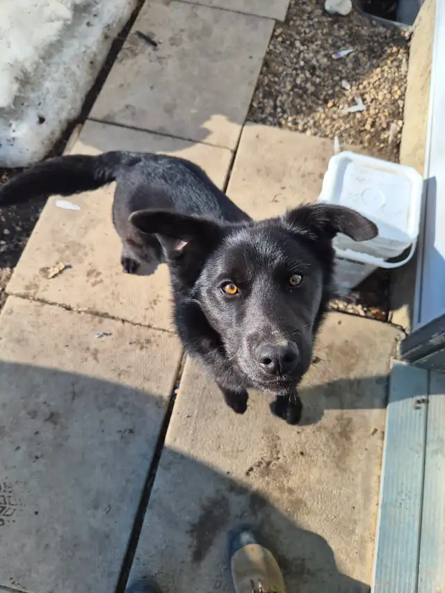 Beautiful labsky for sale with dog house