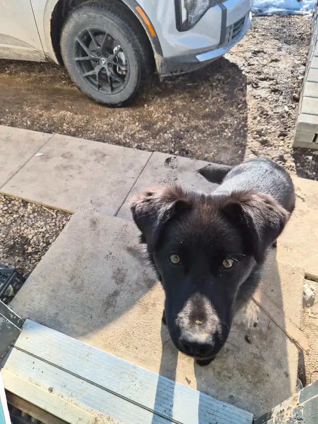 Beautiful labsky for sale with dog house - Photo 2