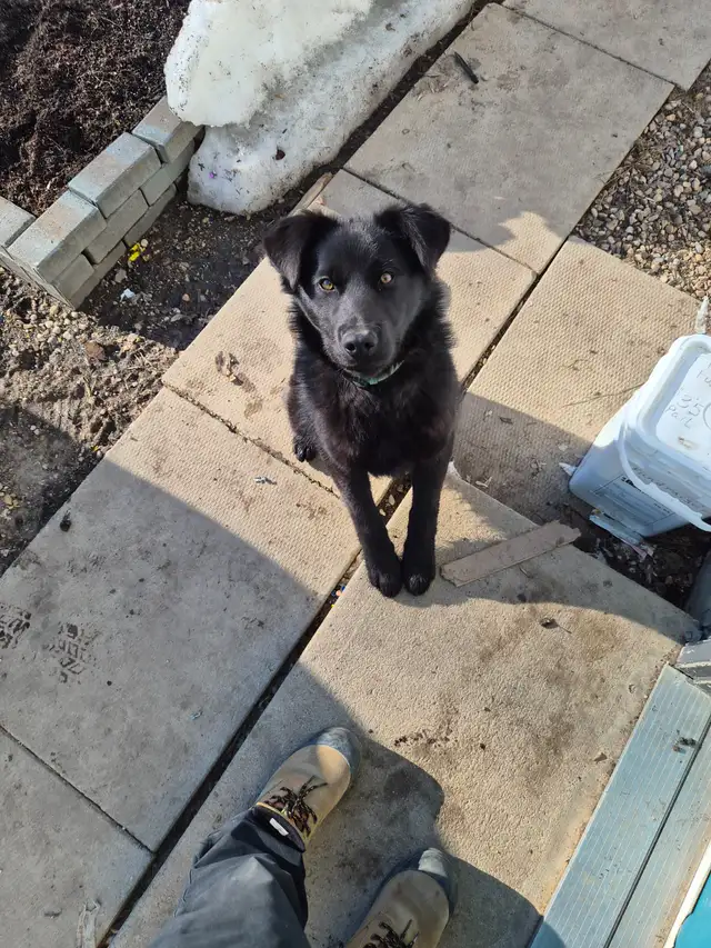 Beautiful labsky for sale with dog house - Photo 3