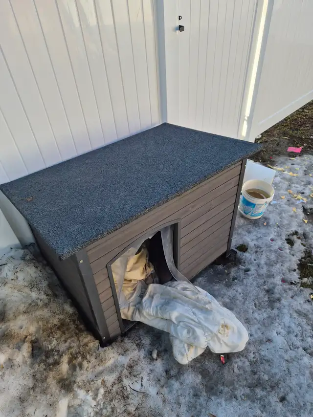 Beautiful labsky for sale with dog house - Photo 4