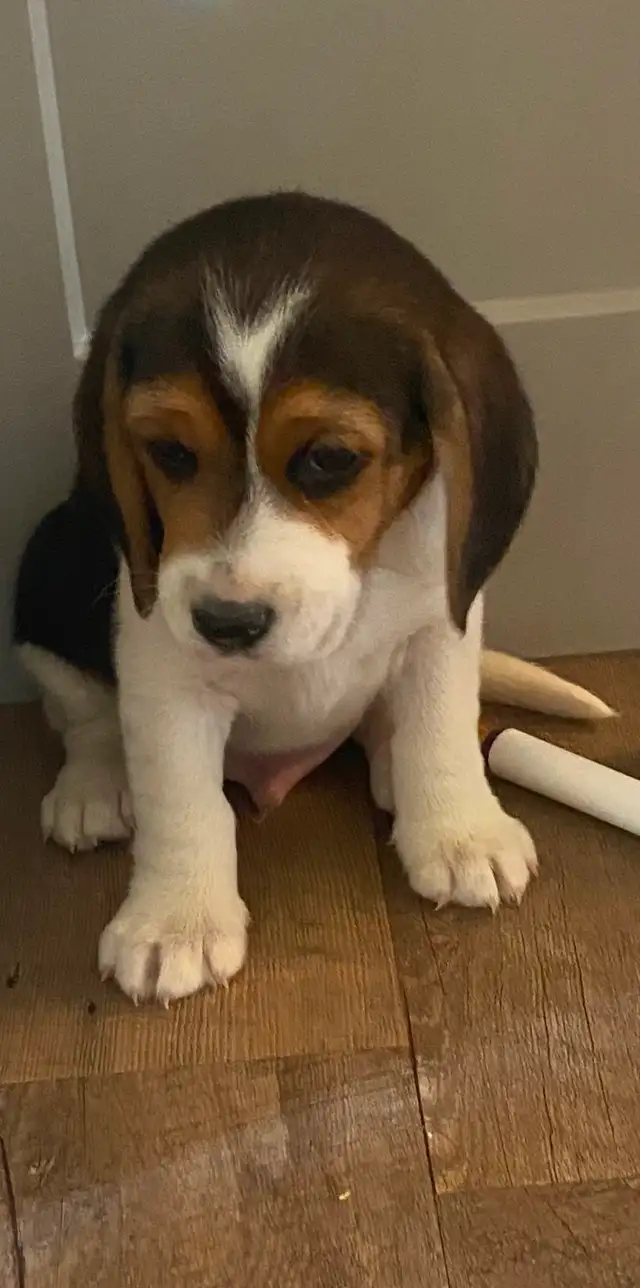 Adorable Beagles - Photo 2