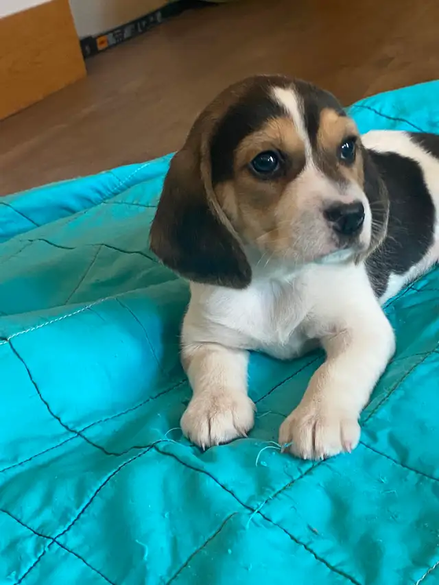 Adorable Beagles - Photo 3