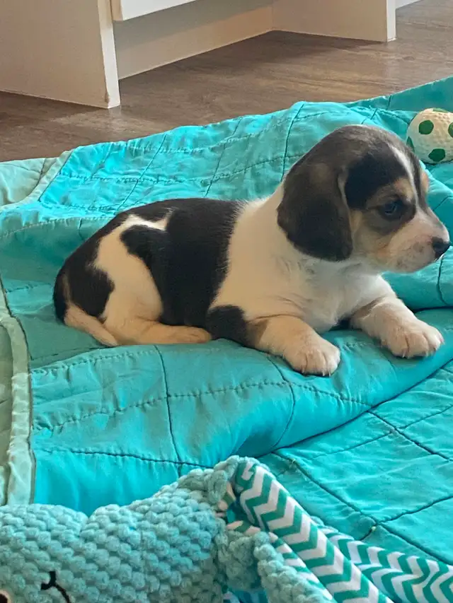 Adorable Beagles - Photo 4