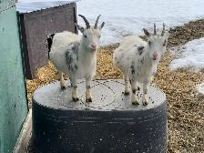 Nigerian dwarf miniature goat does