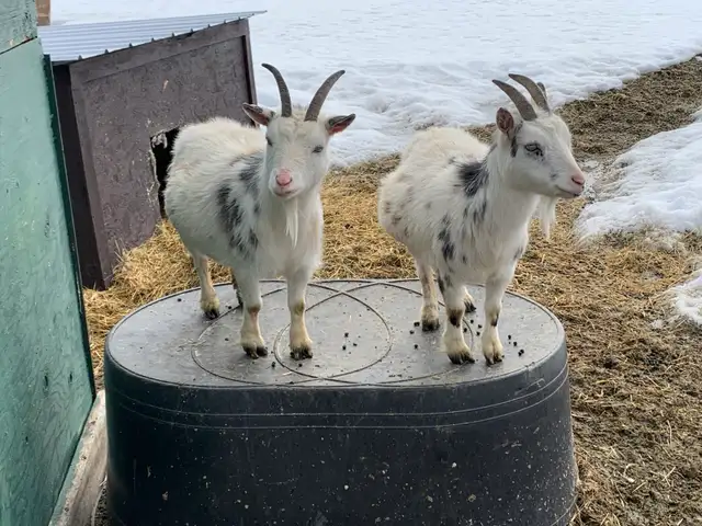Nigerian dwarf miniature goat does - Photo 2