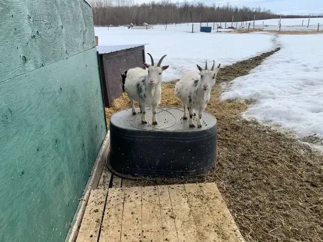 Nigerian dwarf miniature goat does - Photo 3
