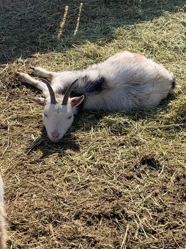 Nigerian dwarf miniature goat does - Photo 4