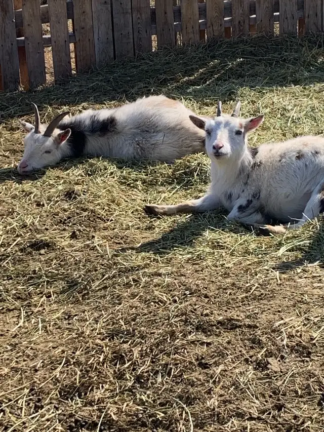 Nigerian dwarf miniature goat does - Photo 5