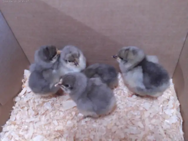 JERSEY GIANT CHICKS!