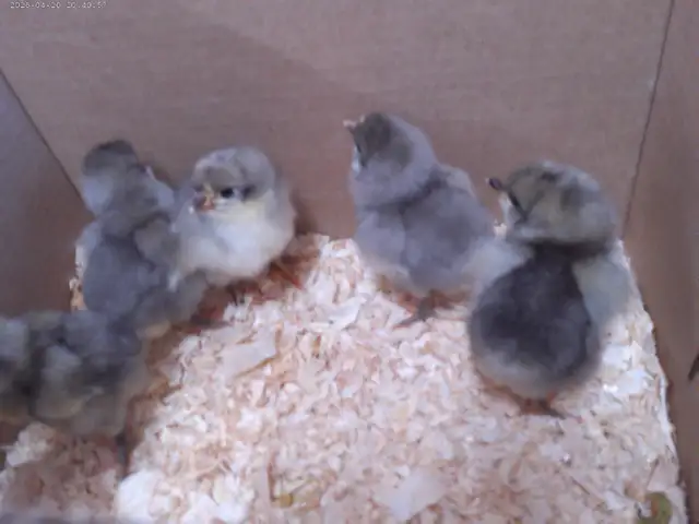 JERSEY GIANT CHICKS! - Photo 2