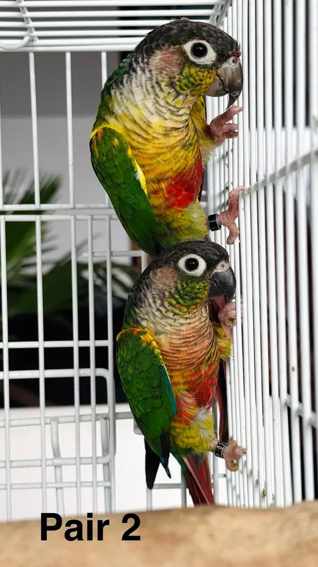 aviary downsizing conure pairs - Photo 4