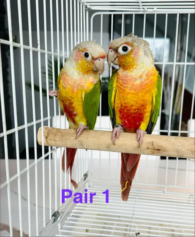 aviary downsizing conure pairs - Photo 5