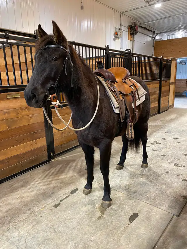 2023 AQHA mare - Photo 2