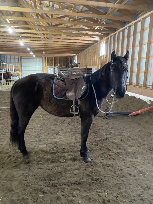 2023 AQHA mare - Photo 3