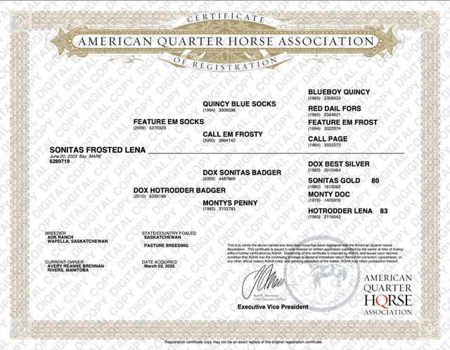 2023 AQHA mare - Photo 4