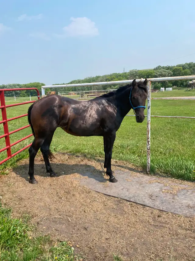 2023 AQHA mare - Photo 5