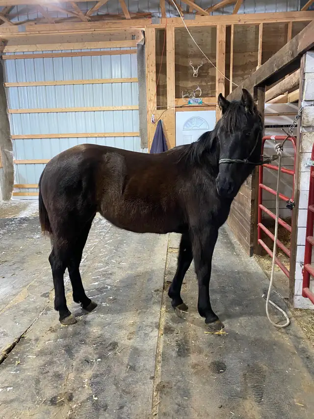 2023 AQHA mare - Photo 6