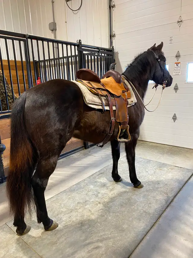 2023 AQHA mare - Photo 7