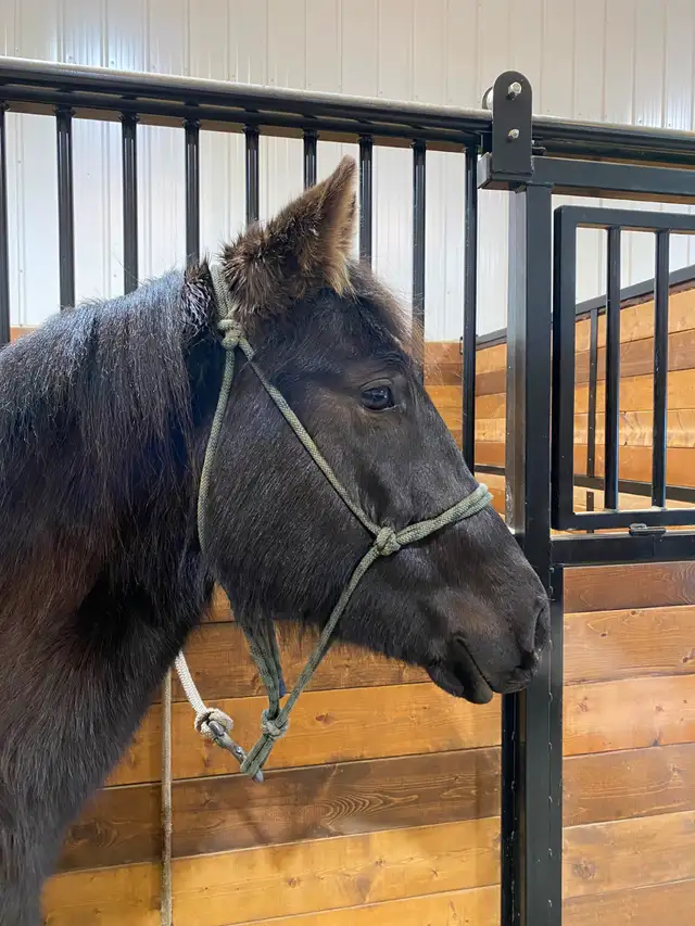 2023 AQHA mare - Photo 8