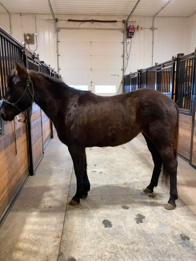 2023 AQHA mare - Photo 9