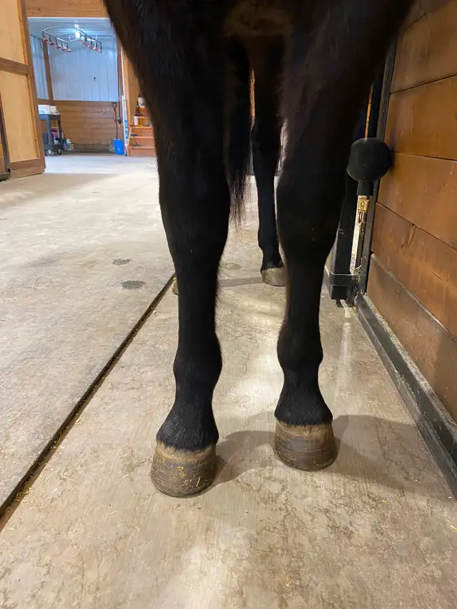 2023 AQHA mare - Photo 10