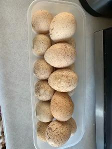 turkey eggs