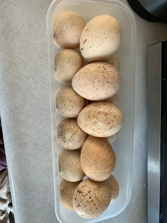 turkey eggs - Photo 2